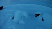 PolarWise Owl