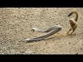 Cape cobra x slender mongoose
