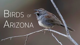 Feathers and Flights: The Magic of Southeast Arizona | Birds of Arizona