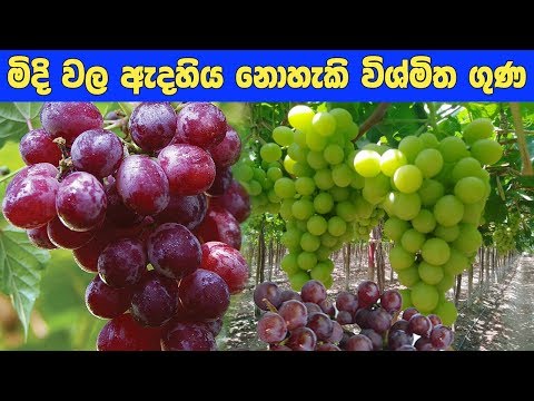 මිදි වල විශ්මිත ගුණ - Amazing quality of grapes for a healthy life