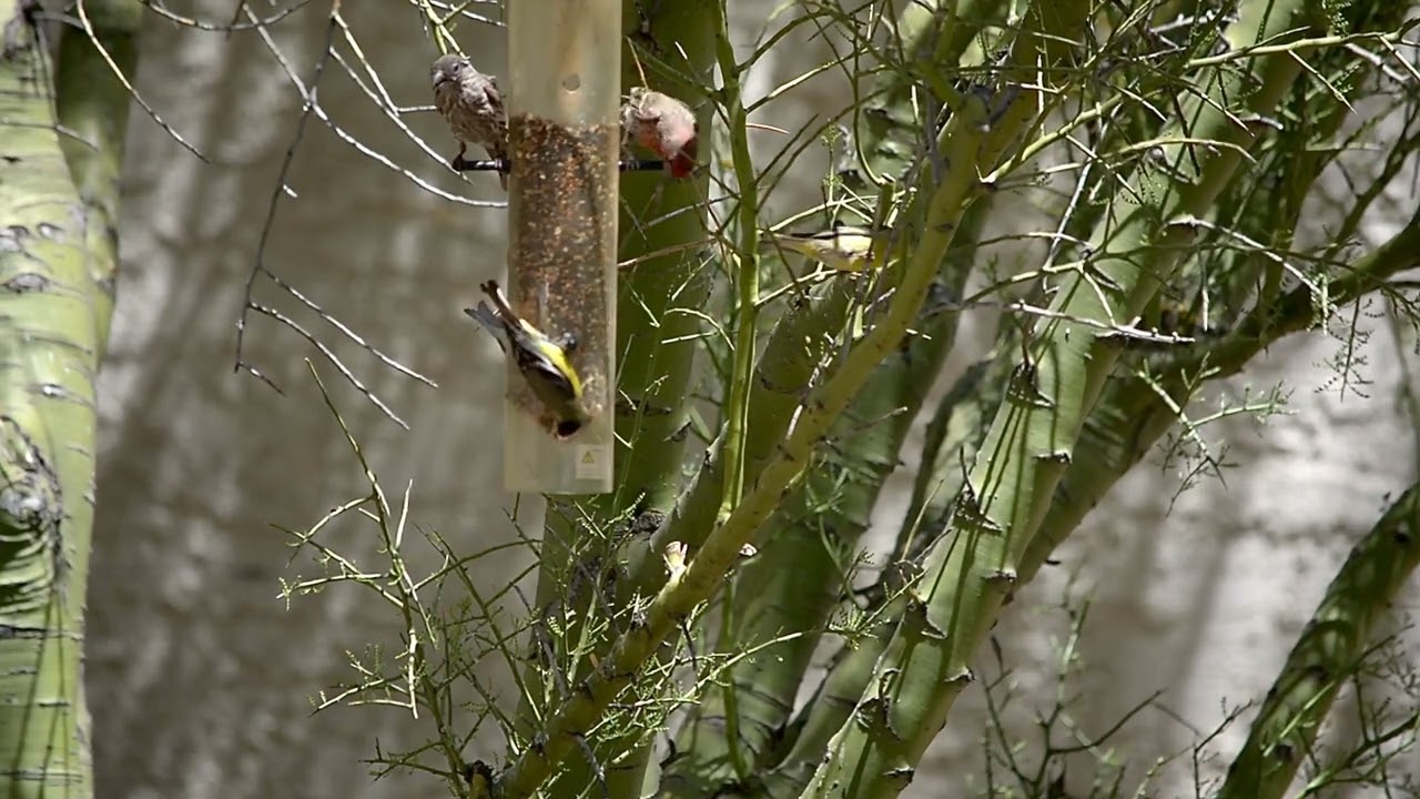 Finches at Upside Down Feeder