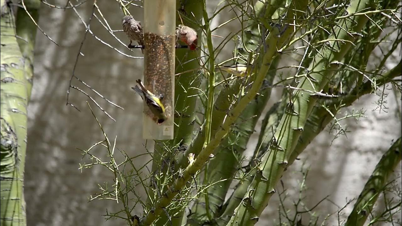 Finches at Upside Down Feeder YouTube