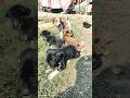 Cute puppy's 🥰 Dogs children #shortvideo #viralvideo #video #viralreels #viralvideo #enimes