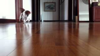 My Miniature Dachshund Mocha Whom I Adopted At The Age Of 5M.