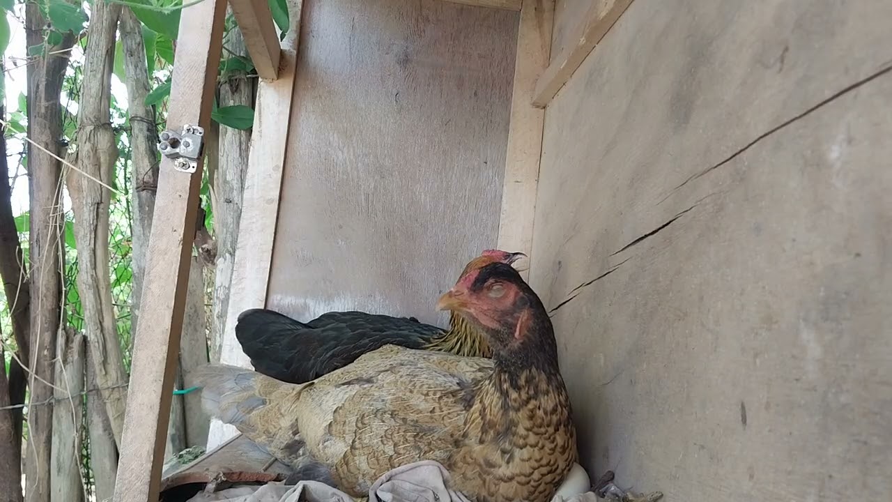 AS GALINHAS ESTÃO QUASE TIRANDO OS PITINHOS 