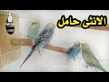 اهم علامة تدل على ان انثى البادجي حامل وسوف تبيض قريبا 