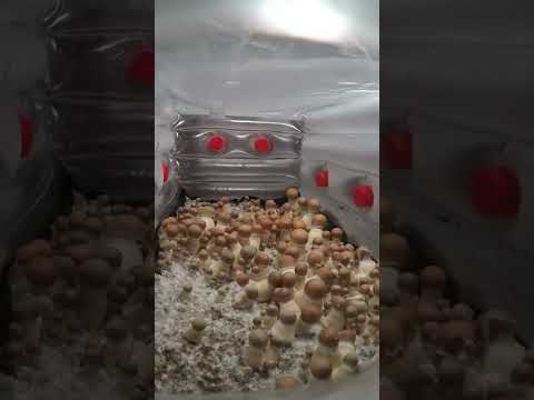 Mushrooms time-lapse