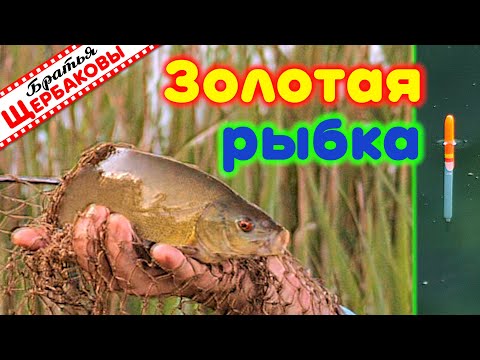 Ленивый ЛИНЬ на поплавочную УДОЧКУ