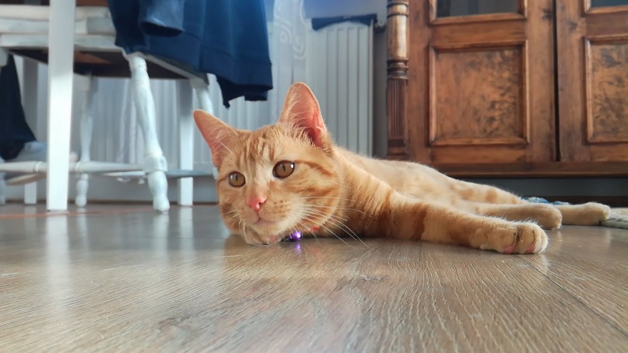 RADEK PARANORMAL ACTIVITY CAT YouTube