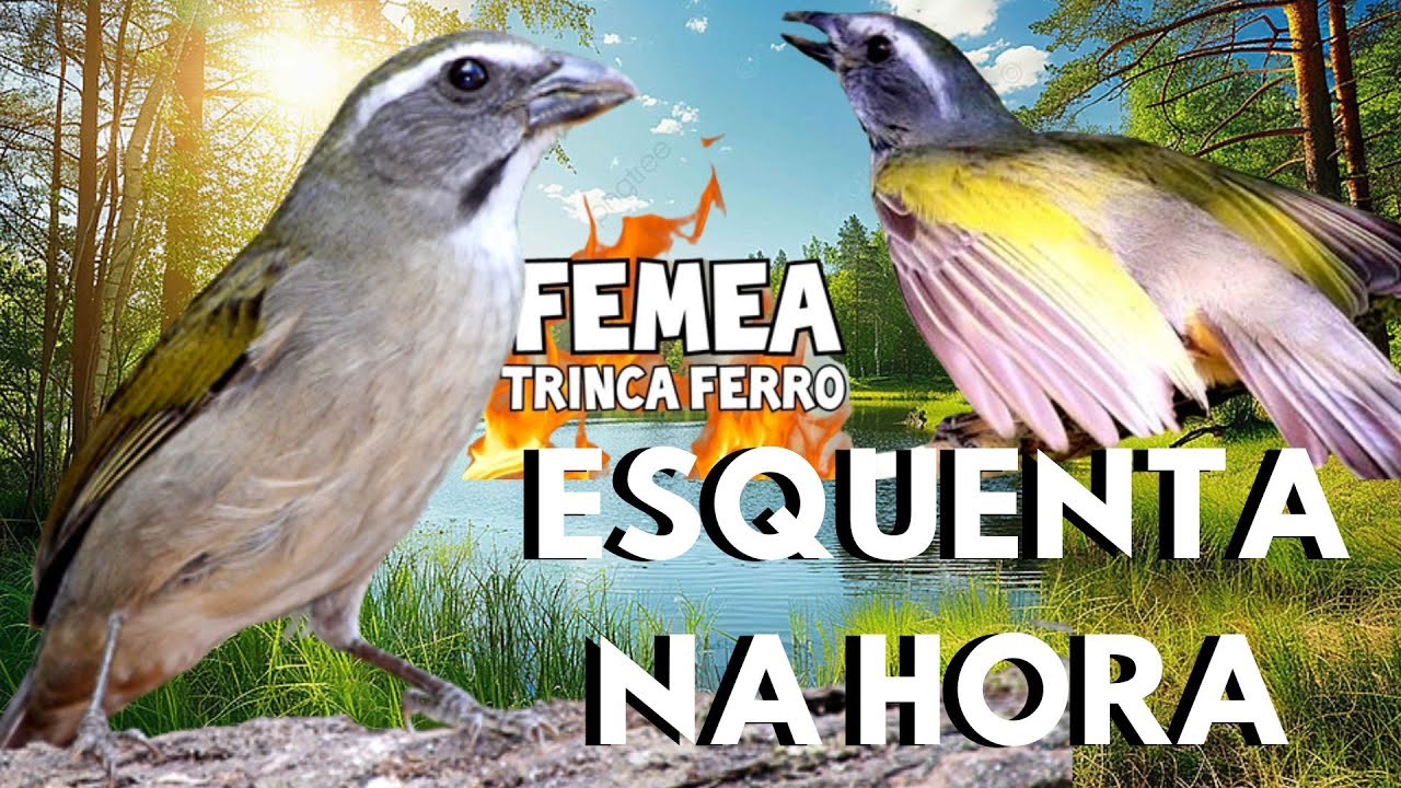 A top Fêmea de trinca ferro Macheando e Boca Mole💥 fêmea de trinca ferro Chamando 💥 esquenta rápid