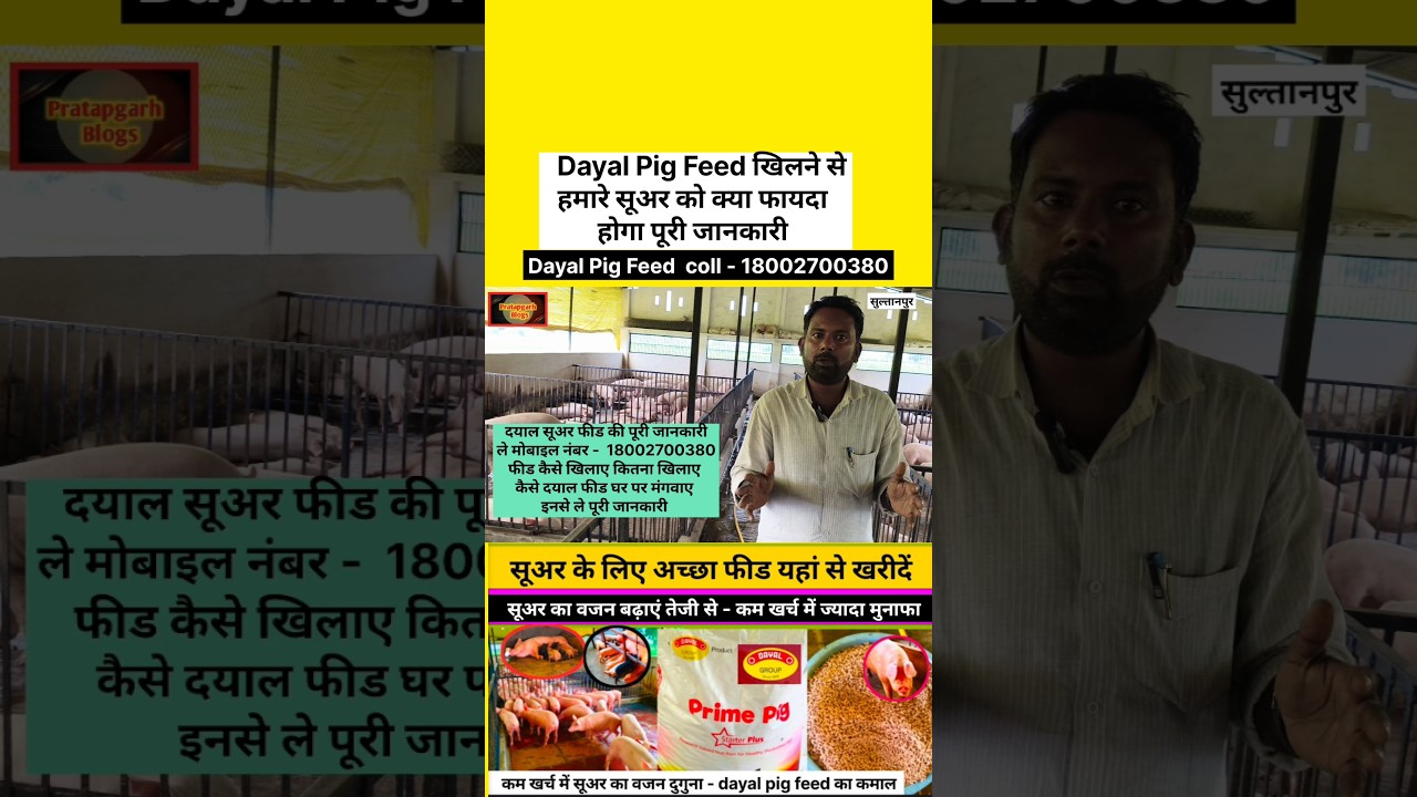 Dayal pig 🐷 feed खिलने से हमारे सूअर को क्या फायदा पूरी जानकारी | दयाल सूअर फीड के fayde kya 