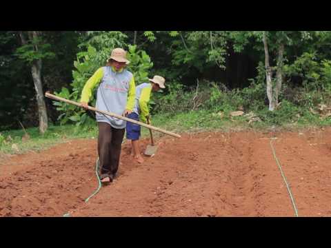 Video: Kubis Hias: Varietas, Teknologi Pertanian, Hama