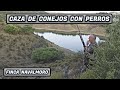 DESCASTE DE CONEJOS CON PERROS 2021 | FINCA NAVALMORO CORDOBA