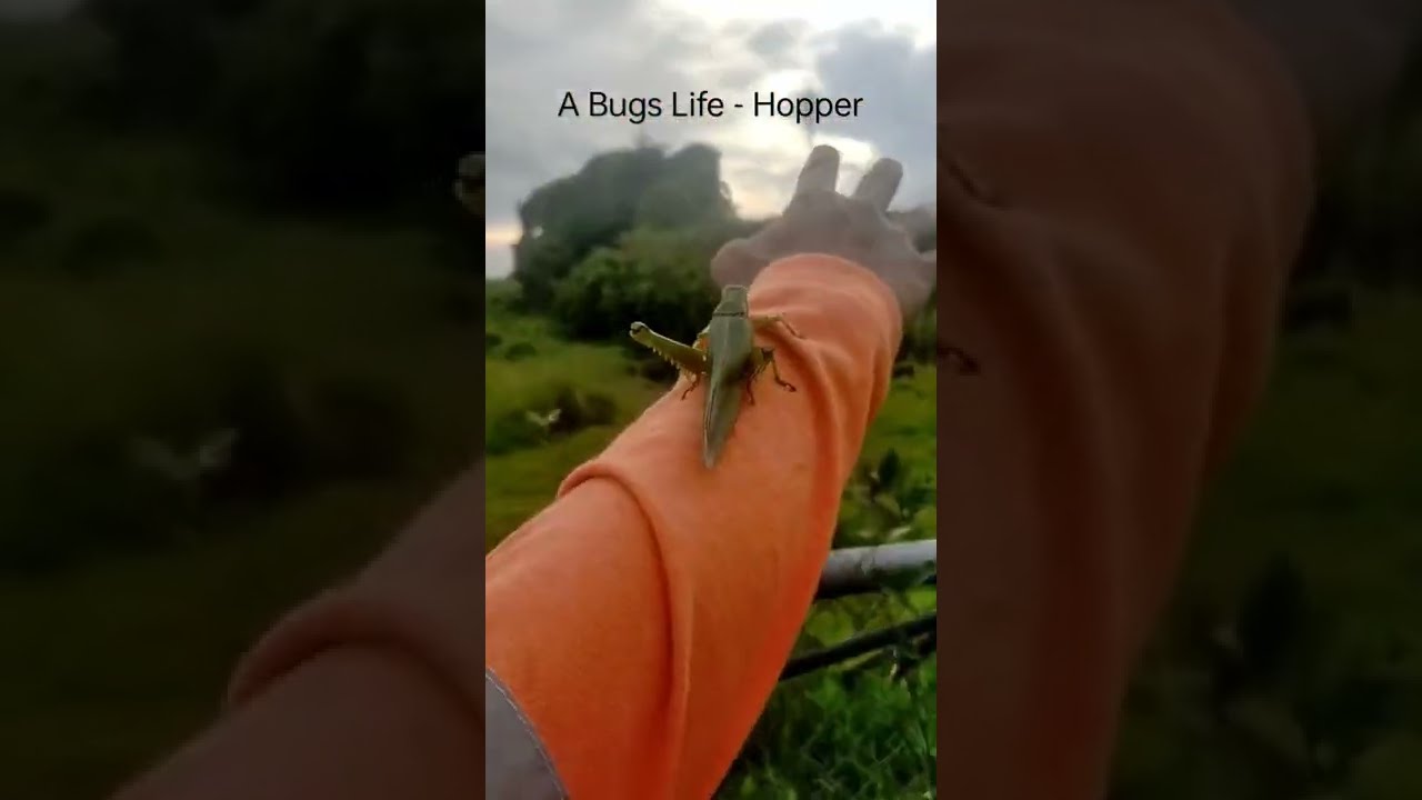 Giant Grasshopper Jumping 