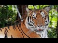 Meet the Big Cats of Kowiachobee Animal Preserve in Naples, FL