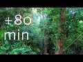 Rainforest - Birdsong at Sunrise - 1,5HOUR Nature Sounds #6, Costa Rica Soundscapes