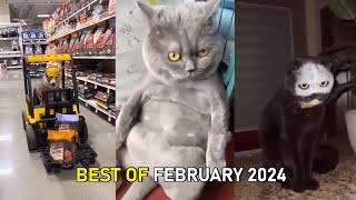 Funny and Cute Cats and Dogs Videos 😺🐶 - Best Funniest Animals Video February 2024 😂 Part 22