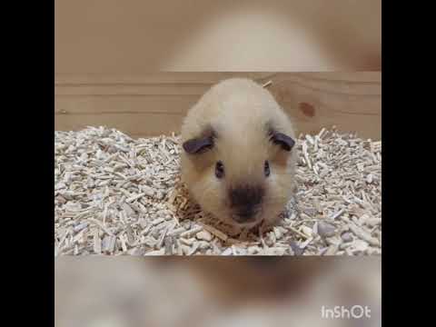 Cavy & guinea pig Thailand farm Joy always 0992394224