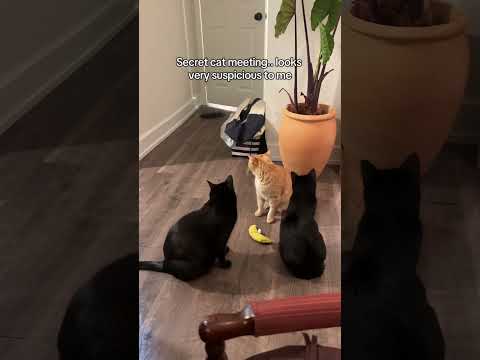 Cats only I guess ๐คท๐ผโโ๏ธ #cat #cats #kitten #kittens @caylsncats