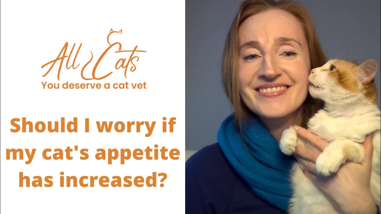 Should I worry if my cat's appetite has increased?