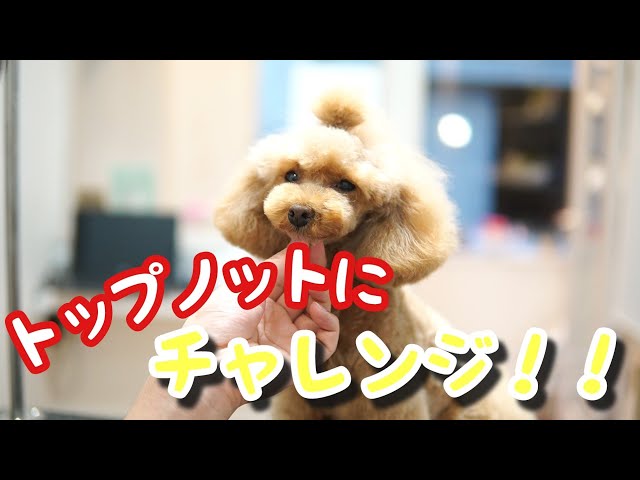 トップノットを作る為に・・・ トップノットにチャレンジ中のプードル