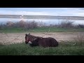 Horse 🐴 lay down to sleep near lake after sunset / Лошадка 🐎 после заката легла спать возле озера +