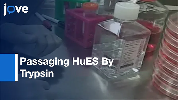 Passaging HuES Human Embryonic Stem Cell-lines With Trypsin l Protocol Preview