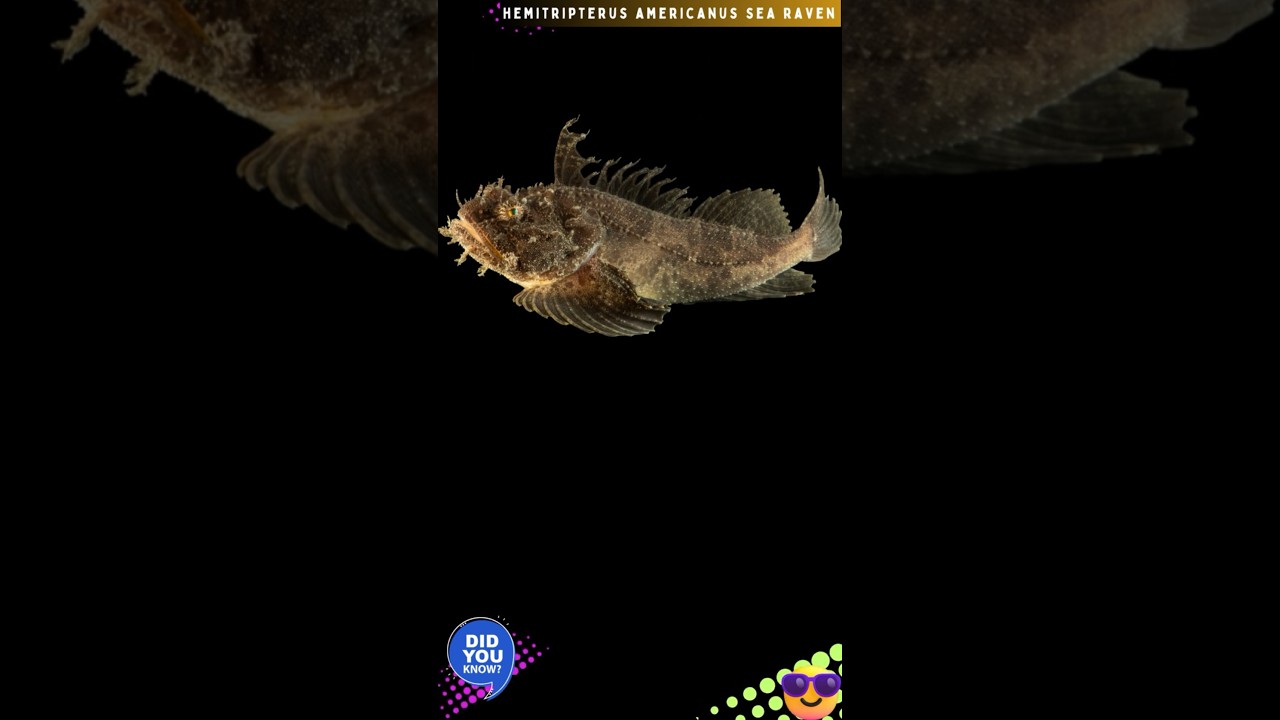 HEMITRIPTERUS AMERICANUS |SEA RAVEN AUDIO@DISCOVER WHATZ UNIQUE 
