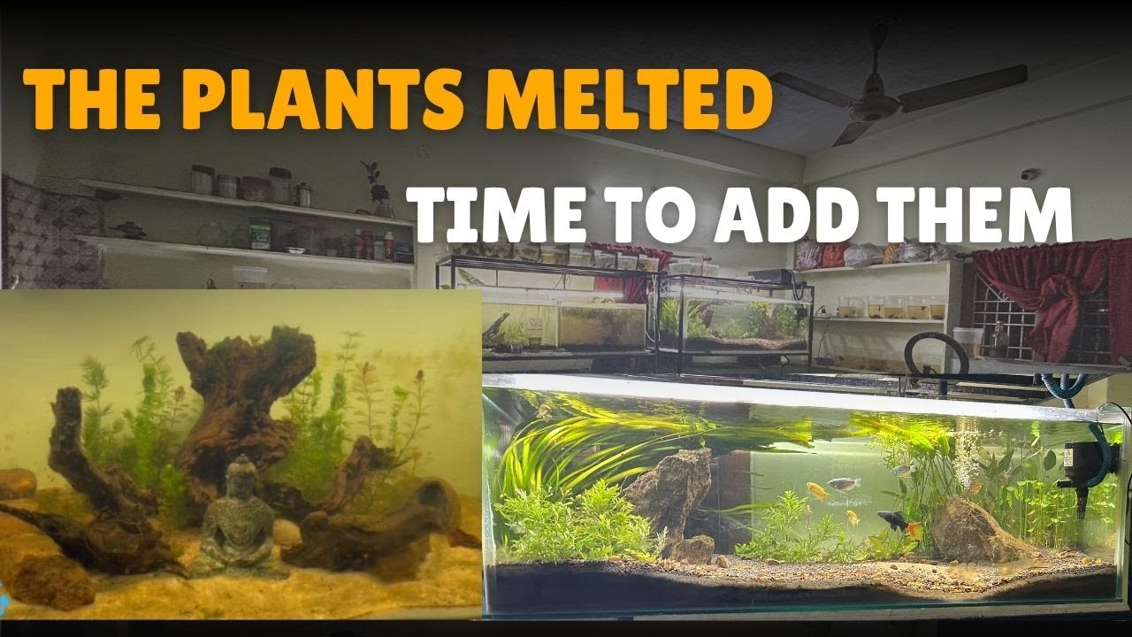 Plating a Foxtail Plants and Fishes in My Aquarium I Souls of healing 