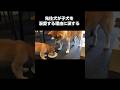 子犬を溺愛する理由に涙しました #柴犬 #子犬 #感動