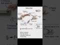 Meet Reflex Arc_the ultimate biological shortcut#Biology #Anatomy #ScienceArt #ReflexArc #Neurology