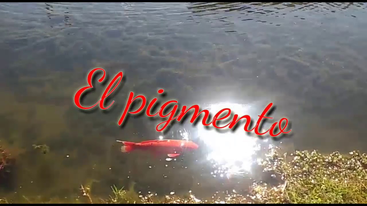 Y si es asi (El pigmento) - YouTube