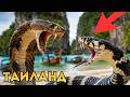 🐍 ТОП 10 самых опасных животных Таиланда (змеи, медузы и ядовитые существа)