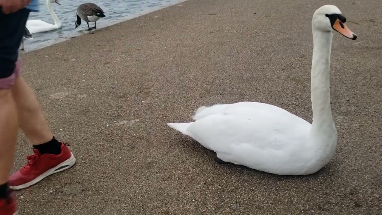 UK 🇬🇧 England's Pregnant Swan in London Love 💘 Triangles 🔺️With Nursery Rhyme in the background.