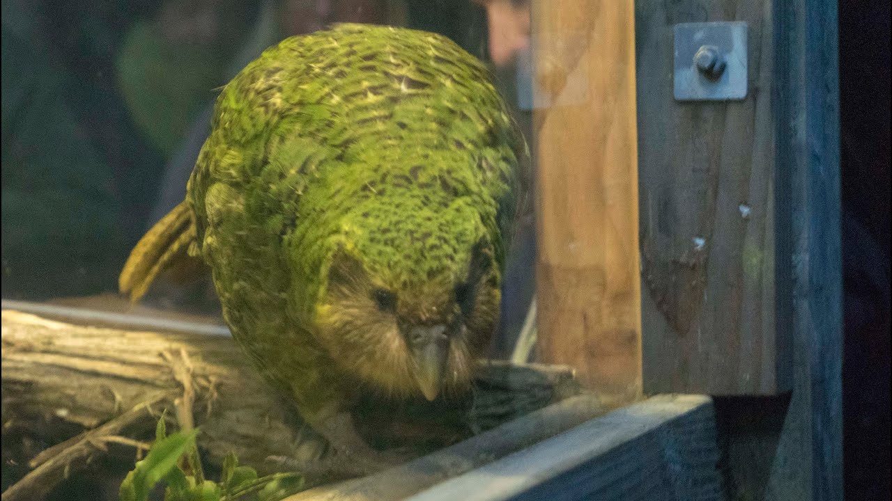 Meeting Sirocco the kākāpō | Sirocco at Orokonui Ecosanctuary, Dunedin