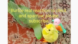 Real Parrot reaction to digibird Chick and Sparrow | parrot reaction | parrot funny reaction||