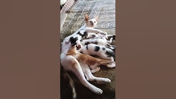 سبحان الخالق العظيم 😭 أن القرآن الكريم يريح القلب نسأل الله حسن الخاتمه