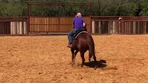 2 yo stallion by High Brow Cat