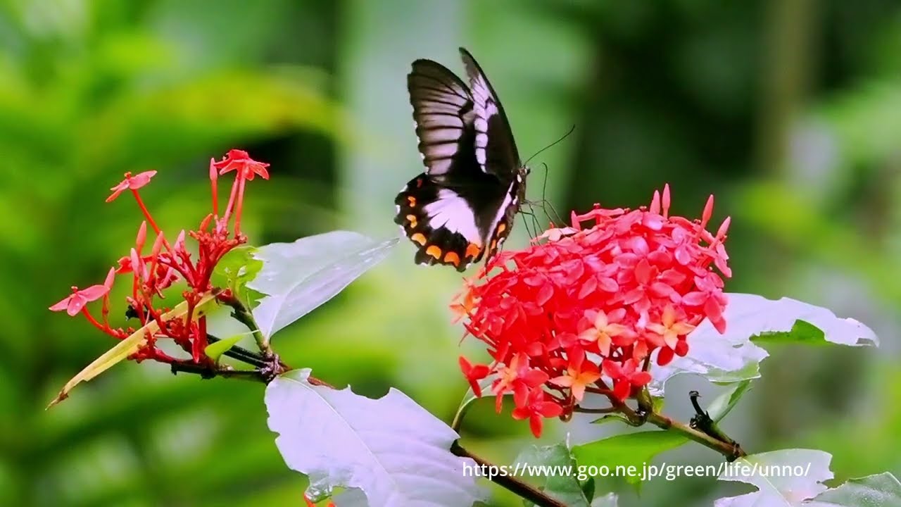 メスアカモンキアゲハ - YouTube