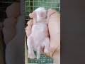 6 days baby rabbit 