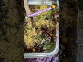 yummy tikki chaat 😋🫶#mycooking #shortvideo #food #recipe