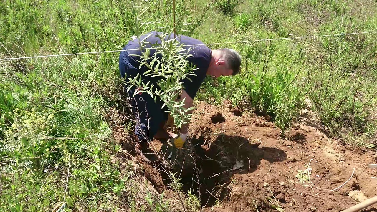 Plantation des olivier en kabylie Algérie