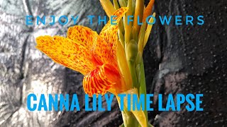 Enjoy the Flowers - Canna Lily time lapse