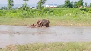 Nepali Elephant Jaymati And Sitakali Bathing On The Bank Of Budirapyi River