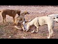 All dogs will be the same size || #1710 Nature Show