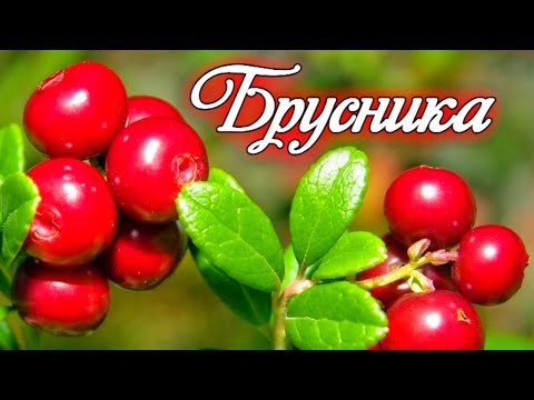 Наступил сезон брусники. Где собирать ягоды и как уберечься в лесу от медведя