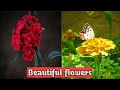 Types of beautiful flowers in indiablissful nature photography