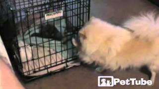 Pup Unlocks Wolf Cage - PetTube by PetTube - Planet's Funniest Animals 1,091 views 8 years ago 35 seconds