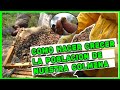 ✅ PORQUE MI COLMENA NO CRECE LA POBLACION DE ABEJAS | 👉ESTOS SON LOS PROBLEMAS🐝