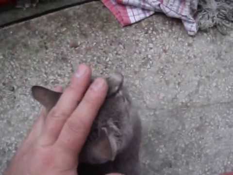 Video: Kako Mački Ali Mački Dati Injekcijo (vključno V Greben, Stegno, Nogo): Intramuskularno, Subkutano Injiciranje In Intravensko Kapljanje Doma